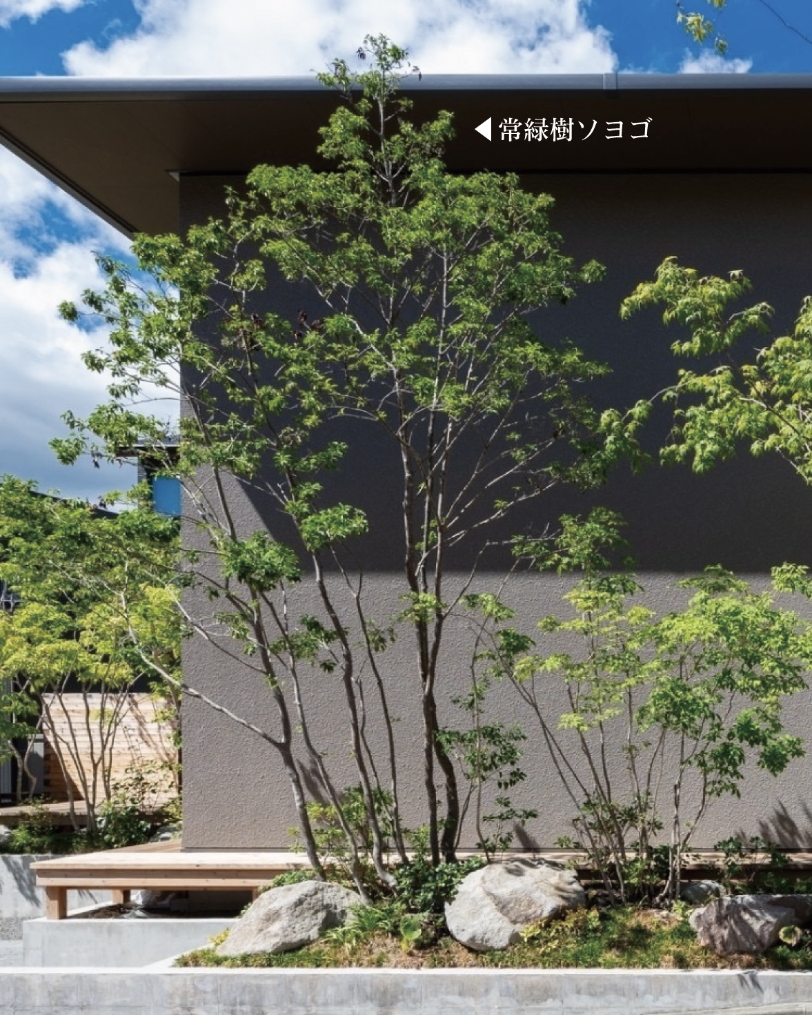 外構に植えられた常緑樹ソヨゴ