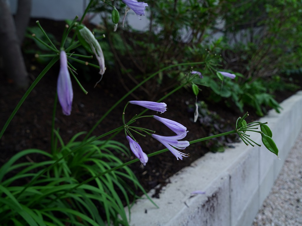 モミジやアオダモを使った北九州市の前庭植栽