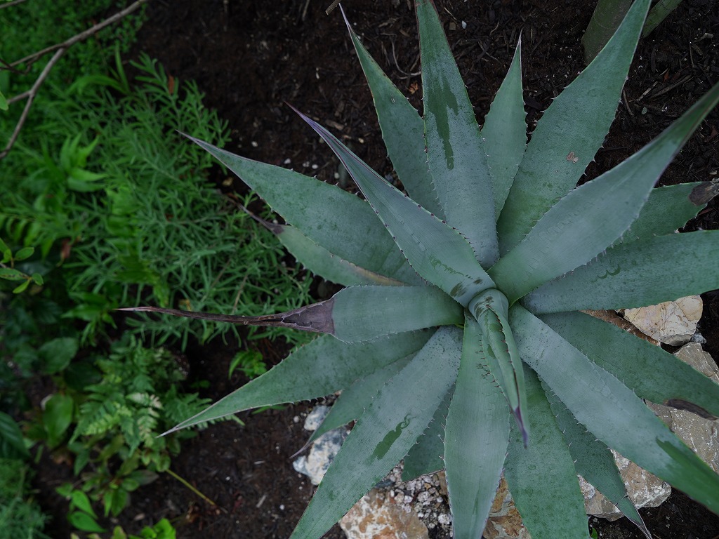 斜面に低木と下草を植えた高低差のある外構