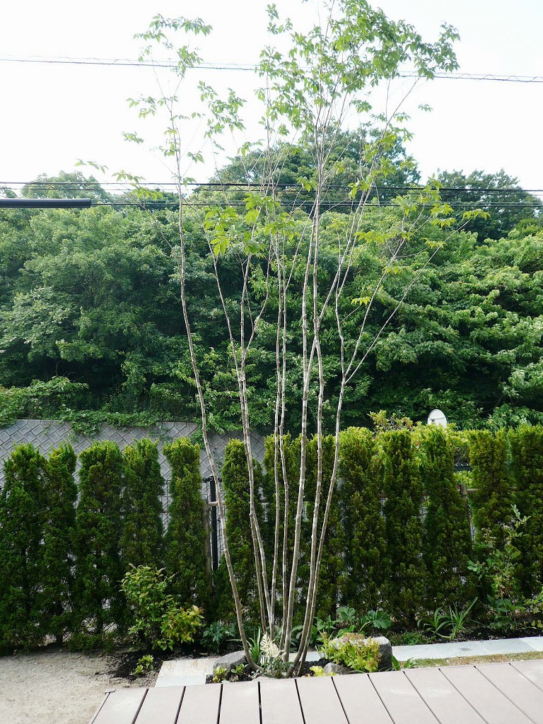 アオダモ 自然樹形の植栽