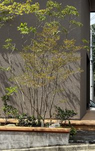 建物前に植えられた自然樹形のドウダンツツジ