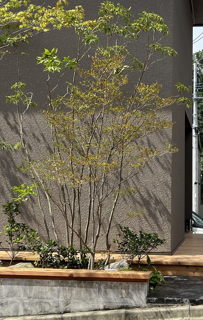 建物前に植えられた自然樹形のドウダンツツジ