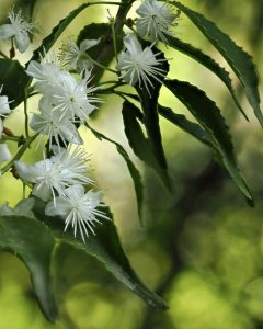ハイノキの白い小花