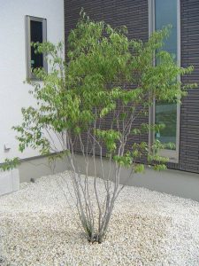 庭木として植えられたハイノキ