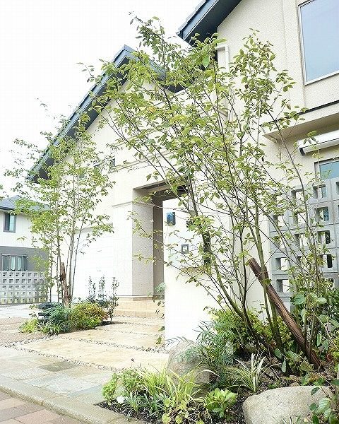 落葉樹ジューンベリーの写真4