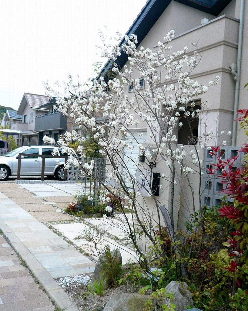 落葉樹ジューンベリーの写真5