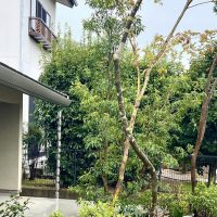 外構に植えられた常緑樹コバンモチ