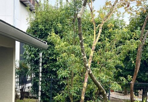 外構に植えられた常緑樹コバンモチ