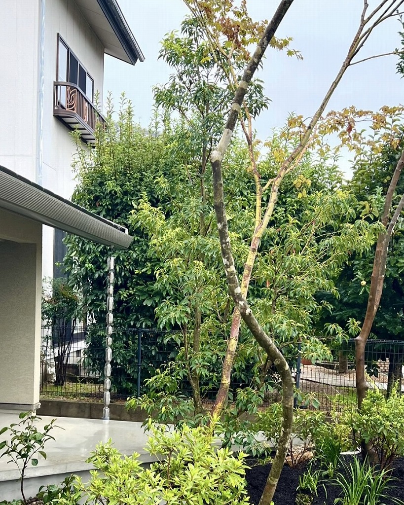 外構に植えられた常緑樹コバンモチ