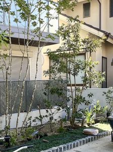住宅の庭に植えられたコバンモチ