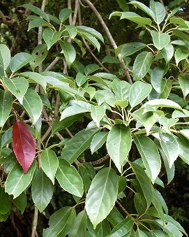 コバンモチの葉と赤く色づく新芽
