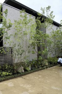 住宅の外壁前に植えられたコナラの植栽例