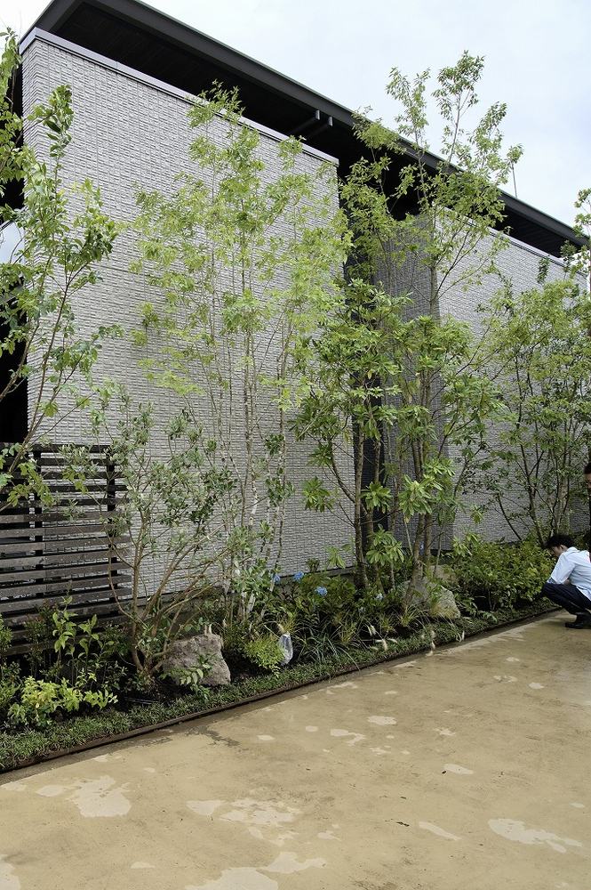 住宅の外壁前に植えられたコナラの植栽例