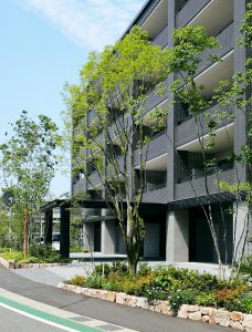 集合住宅の外構に植えられた常緑樹ナナミノキ