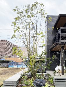 住宅の庭に植えられたナナミノキ