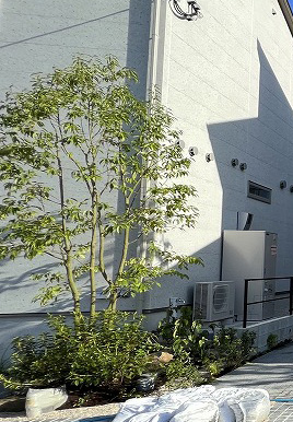 住宅外構に植えられたナナミノキの株立ち