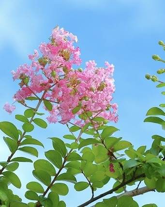青空を背景に咲くピンクのサルスベリの花