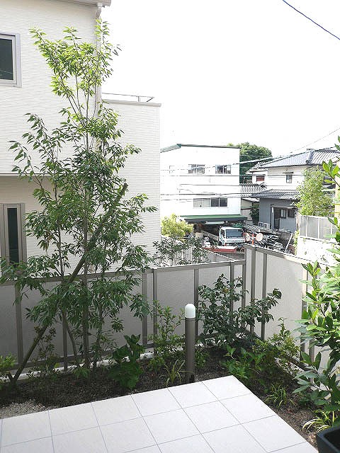 庭に植えられた常緑樹シラカシ