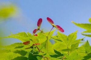 落葉樹ヤマモミジ