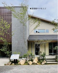 落葉樹ヤマモミジ
