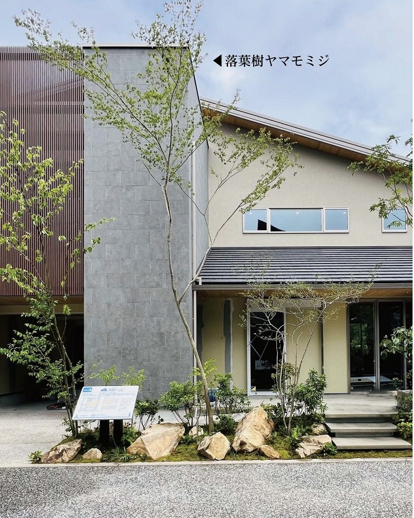 落葉樹イロハモミジ・ヤマモミジの写真6