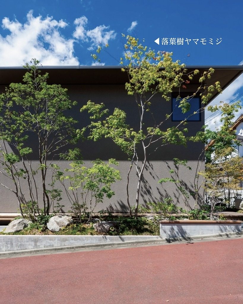 落葉樹ヤマモミジを使った外構植栽