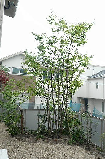建物まわりと植栽を整えた外構